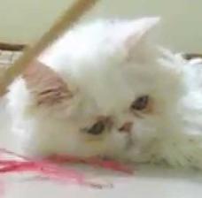 sad_persian_cat